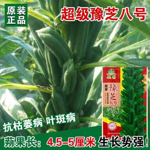 New Aerospace Overlord Whip Semilla de sésamo con alto contenido de aceite Semilla de sésamo blanco de alto rendimiento Campo híbrido Tallo corto Semilla con alto contenido de aceite Sésamo negro con alto contenido de aceite Lata de 150 g/Sésamo negro con alto contenido de aceite