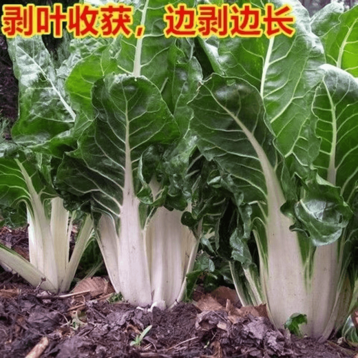 Xinning Brassicae Seeds for human consumption, white stems, large broad leaves, thick skin, high-yielding all-season old variety, Spring Brassica Genda Vegetable Seeds, Broad-leaf Brassicae 4 packs, 6 packs available (40 people choose)