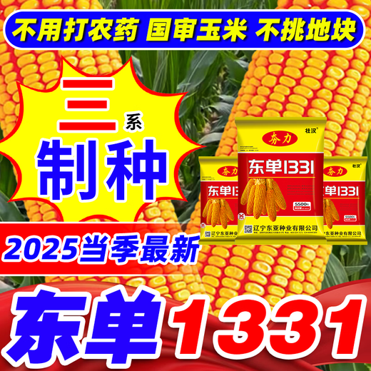 Zhuanghan Dongdan 1331 corn seed collection, twin dwarf lodging resistance, disease resistance, hard big horse tooth big stick corn seed, purity level one, about 3.8 Jin, Jin is equal to 0.5 kilograms