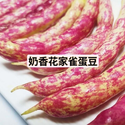 Northeastern Sparrow Egg Bean Seed Red Gold Hook Gold Hook Northeast Oil Bean Seed Flour Bean Bean Vegetable Seed Two Packs About 130 + Song Fertilizer
