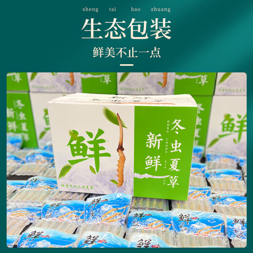 
Fudonghai Cordyceps gift box [Excellent quality whole piece] Select high-altitude freeze-dried high-clean and unbroken grass to give gifts. 10 fresh Cordyceps (freshly harvested and cold chain shipped)
