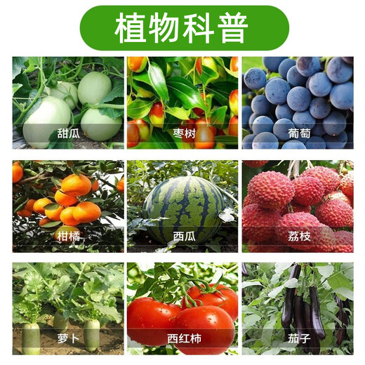 0.1% Thidiazuron Grape Fruit Expansion, Yield Increase, Income Increase, Cytokinin Regulation, Growth Regulator 1000ml/Bottle (1 Bottle)