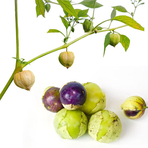 Northeastern Purple Girl Seeds Big Nosed Girl Seeds Purple Girl Fruit Fruit Big Purple Peach Physalis Big Purple Soaked Northeastern Purple Girl Seeds Original Color Pack One Pack About 100 +