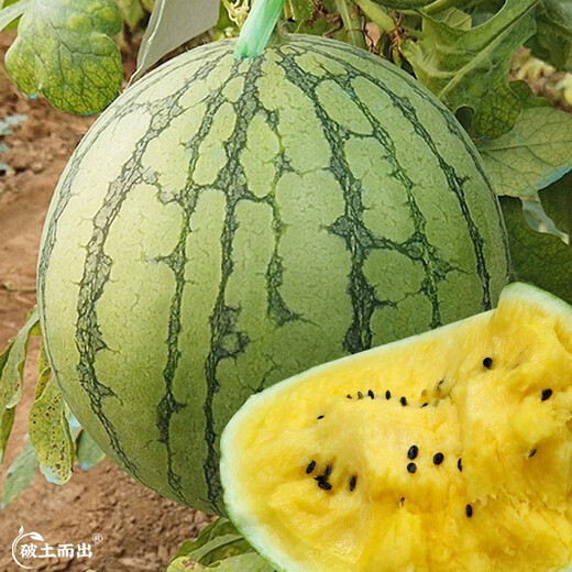 Dayu Yellow Heart Watermelon Seeds, Early Maturity, Yellow Skin, Red Flesh, Yellow Flesh, Special Xiaofeng Watermelon Seeds, Southern Fruit, Yellow Flesh, Small Orchid Watermelon Seeds, 10 capsules, 3 packs