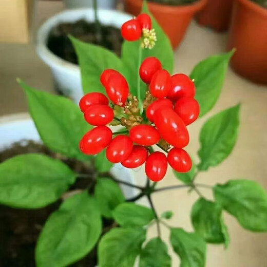 Changbai Mountain ginseng seeds, wild ginseng seeds, easy to grow Chinese medicinal materials in all seasons, easy to live indoor flower pots, Changbai Mountain ginseng seeds, new species, new species, about 300 capsules