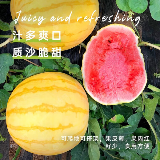 Long-cultivation super sweet Golden Beauty Watermelon Seeds Southern Spring Four Seasons Yellow Skin Red Flesh Watermelon Seeds Balcony Potted Fruit Seeds Hybrid Golden Queen Watermelon 200 Original