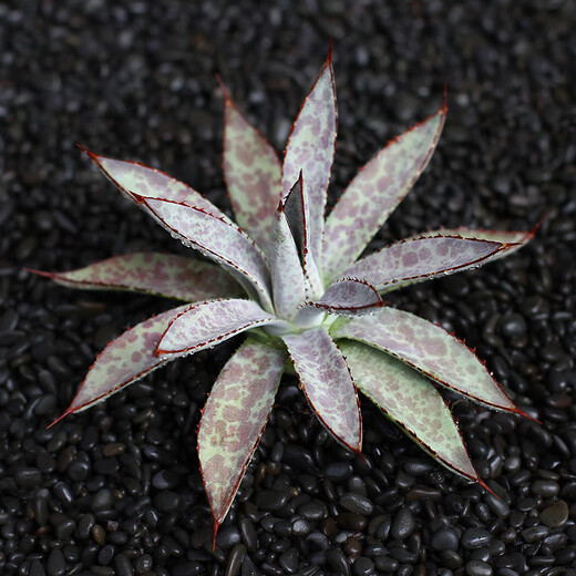 Zkhe Agave Topf Pflanze Blauwal Nin Krone verheißungsvolle Krone Takith Prinzessin Donner Sukkulente Pflanze Kombination Topf Pflanze Feng Thunder Gott Einzelkopf etwa 6 cm nackt Wurzel ohne Boden