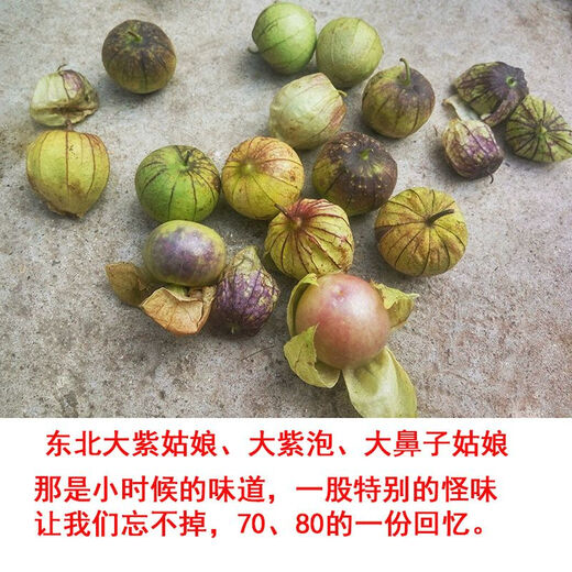 Northeastern Purple Girl Seeds Big Nosed Girl Seeds Purple Girl Fruit Fruit Big Purple Peach Physalis Big Purple Soaked Northeastern Purple Girl Seeds Original Color Pack One Pack About 100 +