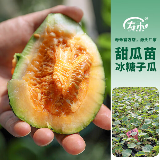 Shouhe Bingtangzi small melon seeds, tall pear-shaped melon seeds, early maturing four-season balcony potted seeds, Bingtang Prince melon seeds 80 seeds + 15 seedlings