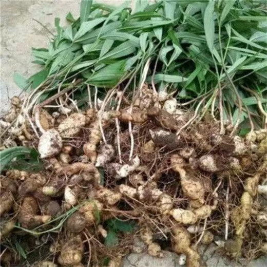 Authentic Medicinal Materials Polygonatum Seeds Chicken Head Polygonatum Tiger Ginger Chicken Claw Ginseng Claw Ginseng Yellow Pheasant Seeds Polygonatum Seeds 1000 capsules