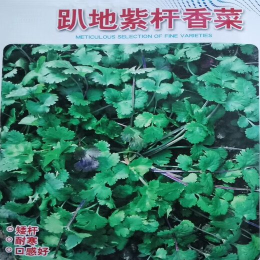 Old varieties of purple-rooted coriander, short-stemmed coriander, small-leaf, strong-flavor coriander seeds, four-season vegetables, purple-rooted, low-stem coriander, new species this year, original quality products, buy 3+2, get 5 packs, ++ products