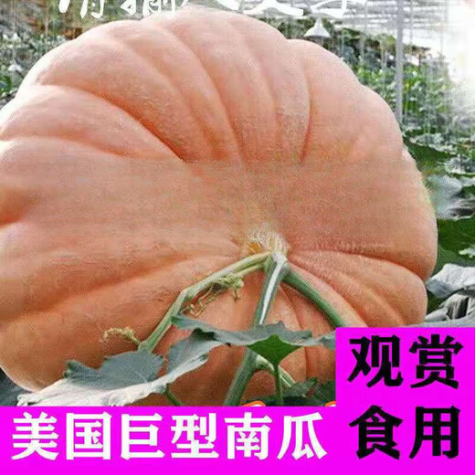 Shouguang eighth generation American giant pumpkin seeds extra large extra large special ornamental space vegetable larvae large pumpkin seeds 20 original