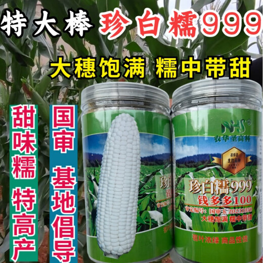 Wangyuan Xingzhen Bainuo 999 corn seeds extra large stick sweet glutinous big ear high yield white glutinous sticky spring and autumn corn bract seeds 500g can Zhenbainuo 999 10 cans