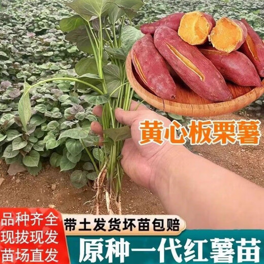 High-yielding sweet potato seedlings, sweet potato seedlings, watermelon red seedlings, honey sweet potato bud seedlings, roasted sweet potato seedlings, ground planting S3.