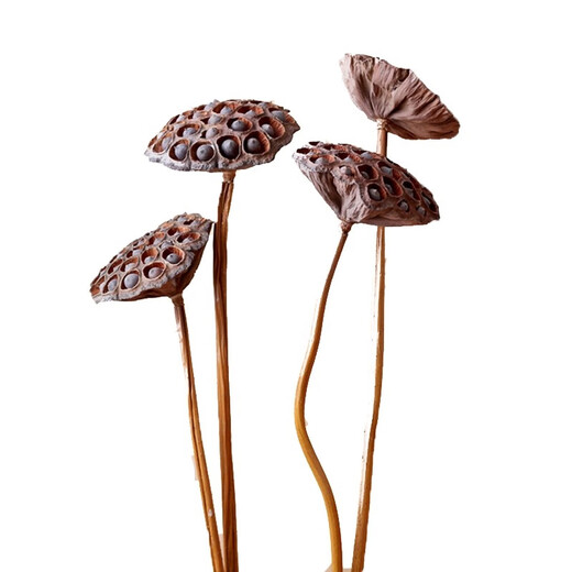 Youyi Dried Flower Extra Large Full Seed Metal Flower Rod Dried Lotus Lotus Dried Flower Decoration Living Room Floor 75cm Real Rod Seed Lotus 3 Price