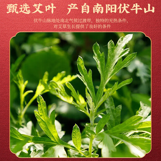 Tongrentang Beijing Tongrentang Beifuß-Fußbad, medizinische Packung, Beifuß-Fußbad, Fußbadpulver für nasse, kalte Männer und Frauen, 10 g x 50 Stück/Beutel