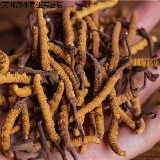 Yifanmai authentisch cordyceps cordyceps cordyceps cordycep