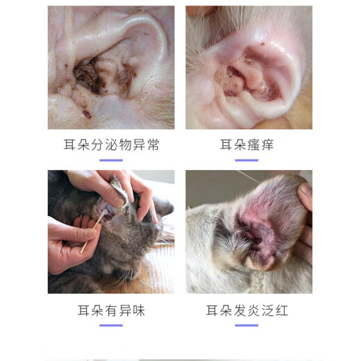 Ferret Fragrance Ferret Pet Ear Drops Ear Bleaching Ear Kang Removes Ear Mites and Ear Oil Cats and Dogs Ear Cleansing Liquid Pet Daily Supplies Eye Wash *2