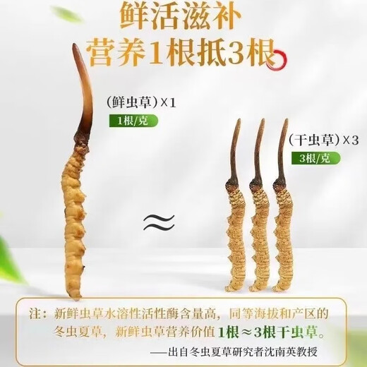 新鲜冬虫夏草2025年头期虫草正品领导高海拔送礼正宗鲜虫草过节 0.6-0.7克/根  10根鲜虫草 冬虫夏草  顺丰发货
