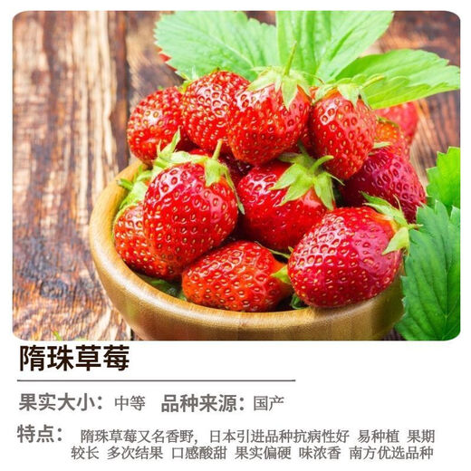 Strawberry seedlings shipped from original soil, flowering and big fruit, cream strawberry seedlings for four seasons, wholesale of current year fruit plug seedlings, 6 Suizhu strawberries, shipped from original soil + fertilizer