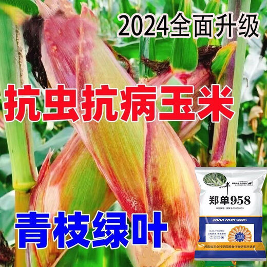 Neue originale Zhengdan 958 Zwergmaissamen, Feldhybrid-Maissamen, dürreresistente Frühlings- und Sommerpflanzung Zhengdan 958 (ein Beutel mit 4 Jin Jin entspricht 0,5 kg im roten Beutel)