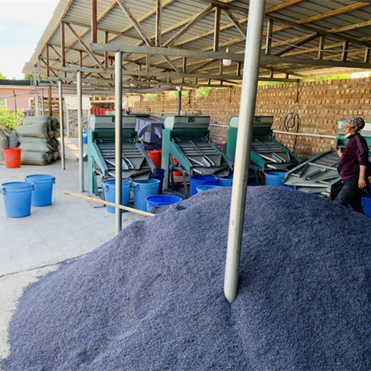 Xinjiang Lavender Dried Flower Granules Bulk Natural Sachet Pillow Soothing Filling Wardrobe Car Sachet Aromatherapy Special Selected French Blue 500g Free Sandbag 6