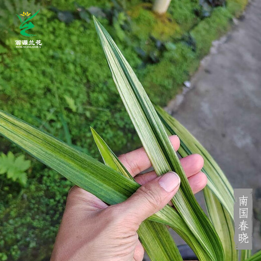 Wengyuan orchid ink orchid old species Nanguo Chunxiao flowers and leaves double art strong fragrance type diligent flowers and buds red flowers and green round potted plants Nanguo Chunxiao 1 seedling large strong seedling simple pot soil