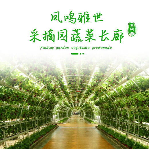 Fengming Yashi snake bean seeds are sown in all seasons, ornamental seeds, wild vegetables, potted vegetables, snake melon seeds, 20 seeds