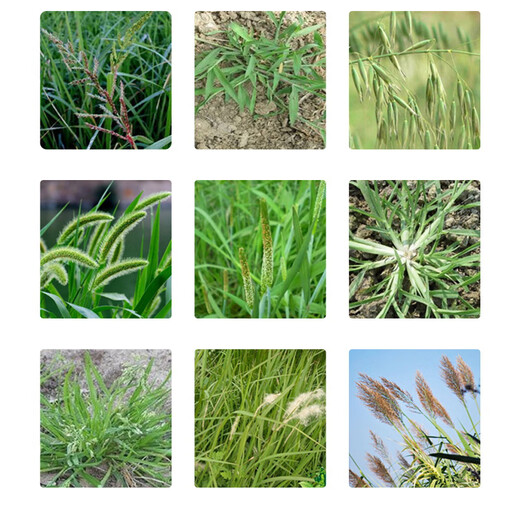 15.8% Quizalofop herbicide, pesticide, peanut, soybean, rapeseed, grass weed killer, 15ml