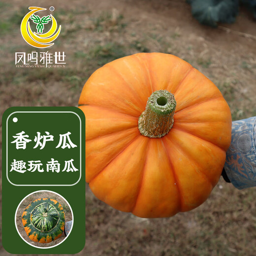 Fengming Yashi Picking Garden Incense Melon Seeds Four Seasons Sowing Ornamental Toys Small Pumpkin Seeds Incense Melon Seeds 10 capsules