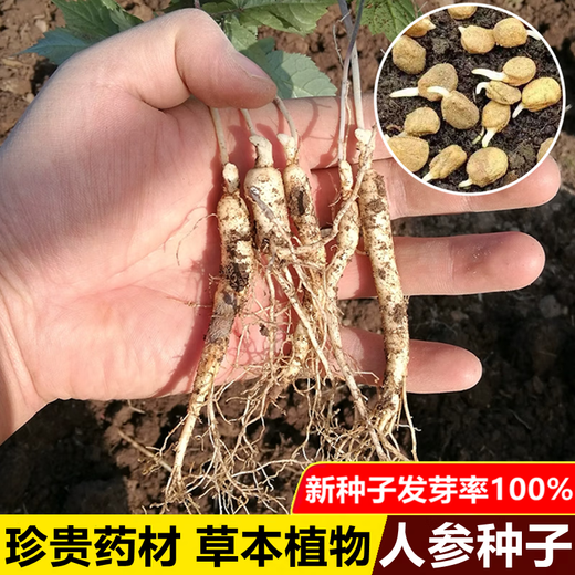 Changbai Mountain ginseng seeds, wild ginseng seeds, easy to grow Chinese medicinal materials in all seasons, easy to live indoor flower pots, ginseng seeds, shipped without buds, 5 bags selected, about 260 capsules