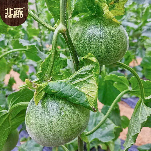 Beishu melon seed seedlings emerald thin-skinned cantaloupe seeds for all seasons, about 60 alexandrite seeds left