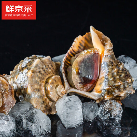 Fresh Jingcai fresh conch, net weight 2Jin Jin is equal to 0.5kg, 5-7 pieces/Jin Jin is equal to 0.5kg, fresh to your home, fresh seafood, straight from the source