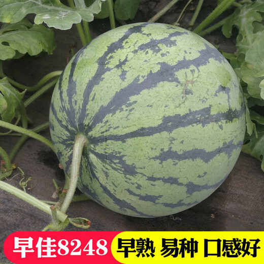 Changgong 8424 Rock Sugar Kirin Watermelon Seed Sweet King High Yield Kirin Lazy Man Seedless Giant Watermelon Four Seasons Fruit Seed Xinjiang 8424 Watermelon 1.5g, about 30 seeds