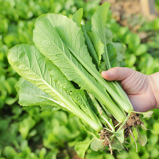 Beishu Chinese cabbage seed seedlings, winter and spring cold-resistant balcony fast-growing green vegetable seeds, four-season Chinese cabbage seeds 2000 capsules