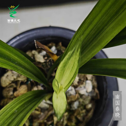 Wengyuan orchid ink orchid old species Nanguo Chunxiao flowers and leaves double art strong fragrance type diligent flowers and buds red flowers and green round potted plants Nanguo Chunxiao 1 seedling large strong seedling simple pot soil