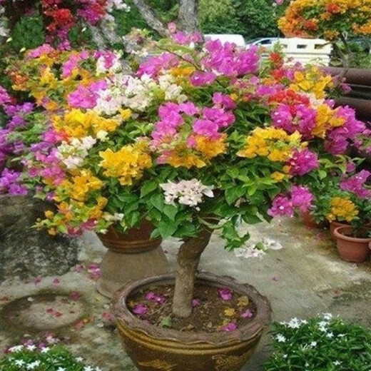 Bougainvillea seeds Bougainvillea seeds Bougainvillea flower seeds Bougainvillea flower seeds Potted Four Seasons Eight Pink Diamonds 100 capsules