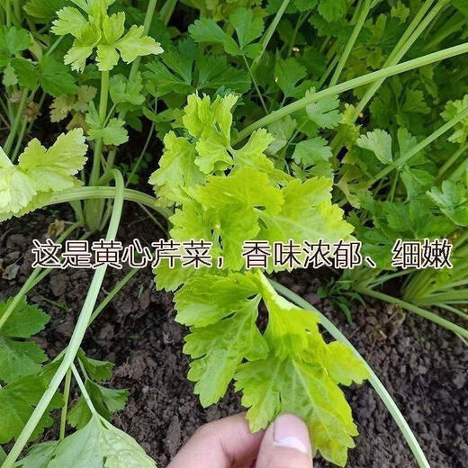 Four seasons yellow celery seedlings with soil seedlings with roots small parsley seeds celery balcony garden vegetable seeds yellow celery/seedlings 30