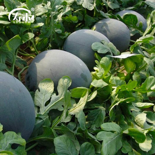 Shouhe Black Skin Watermelon Seeds Guangxi Black Beauty Seeds Sweet Crisp Black Extra Large Suitable for the South Yuyi Sweet Black Skin Seedless Watermelon Seeds 50g/barrel