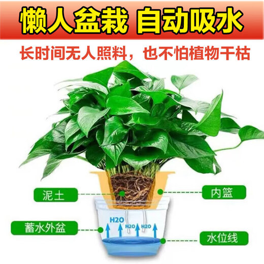 Shuangmeng green radish potted formaldehyde-removing flowers and green plants office new house air purification 180 gallons 4 pots straight from the source