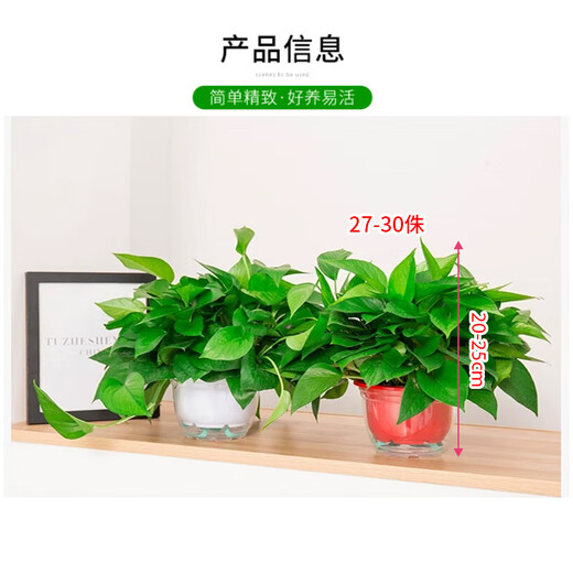 Shuangmeng green radish potted plant formaldehyde removal office new house air purification 180 white water-absorbing basins 4 basins straight from the source