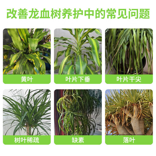 Devodo dragon blood tree special plant nutrient solution 2.5L gardening green plant flower potted flower fertilizer hydroponic planting foliage fertilizer