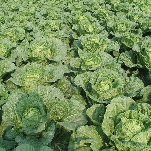 38 Jin Jin is equal to 0.5 kg. Overwintering Chinese cabbage seeds Shandong Chinese cabbage seeds. Chinese cabbage seeds are disease-resistant and high-yielding. Leafy cabbage. Original 3 packs (about 3000 grains) + Songpin. 38 Jin Jin is equal to 0.5 kg. Winter storage Chinese cabbage seeds.