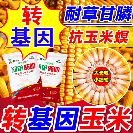 Strong man Zheng Dan 958D genetically modified corn seed collection, short stem, lodging resistance, disease resistance, hard horse tooth stick standard, genetically modified, about 3 Jin Jin is equal to 0.5 kilograms