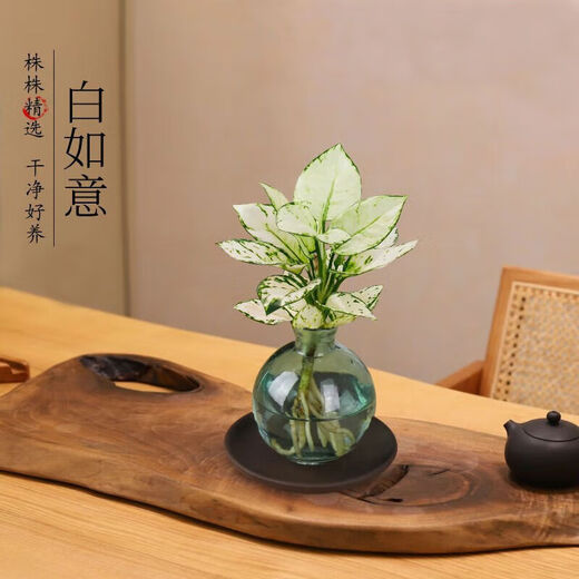 Love You Ten Thousand Years Zen Hydroponic Money Tree Potted Flower Plants in the Office for All Seasons to Recruit Wealth Lotus Bamboo Bamboo Cypress Chinese Smoked Green Bottle Purple Sand Tray