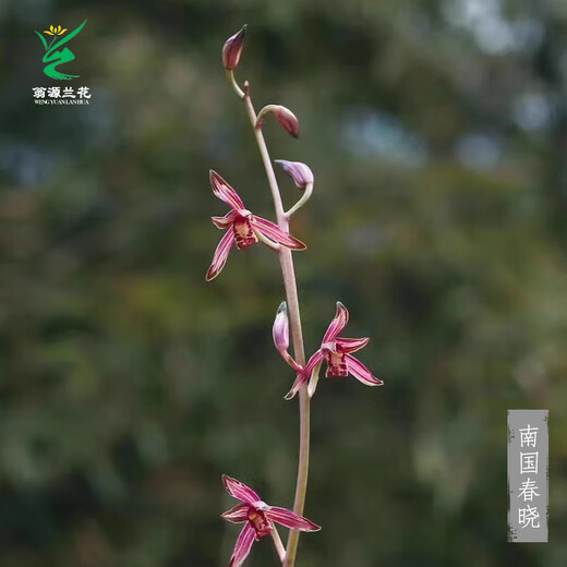Wengyuan orchid ink orchid old species Nanguo Chunxiao flowers and leaves double art strong fragrance type diligent flowers and buds red flowers and green round potted plants Nanguo Chunxiao 1 seedling large strong seedling simple pot soil