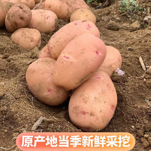 Really cheap red-skinned potatoes, plateau yellow-heart potatoes, red-skinned yellow-heart potatoes, vegetables and fruits, 5Jin Jin is equal to 0.5kg, large fruit, single fruit 150g+