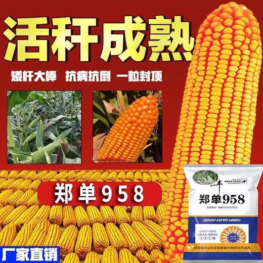Neue originale Zhengdan 958 Zwergmaissamen, Feldhybrid-Maissamen, dürreresistente Frühlings- und Sommerpflanzung Zhengdan 958 (ein Beutel mit 4 Jin Jin entspricht 0,5 kg im roten Beutel)