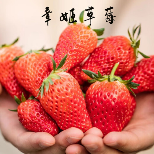 Strawberry seedlings shipped from original soil, blooming and big fruit, cream strawberry seedlings for four seasons, wholesale fruit plug seedlings for the current year, 12 Zhangji strawberries, shipped from original soil + fertilizer