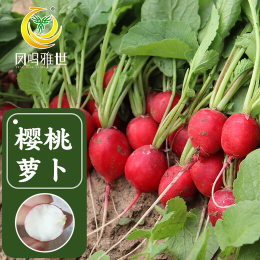 Fengming Yashi cherry radish seeds four seasons vegetable seeds balcony potted field planting aftertaste cherry radish seeds 10g